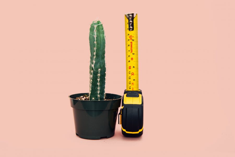 green cactus in back pot beside tape measure